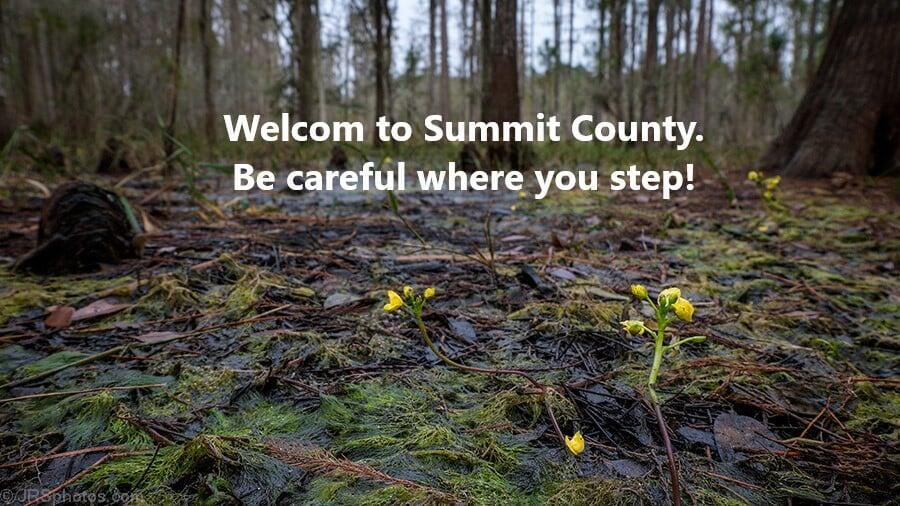 Summit County Gone Wild